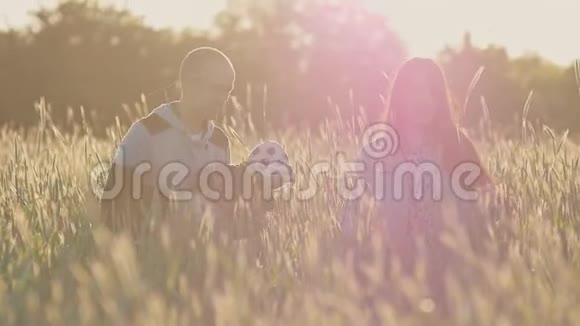 父亲母亲和小女儿一起在绿色小穗中的麦田里享受大自然在阳光下视频的预览图
