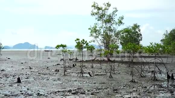 热带和亚热带潮汐区发现红树林沼泽视频的预览图