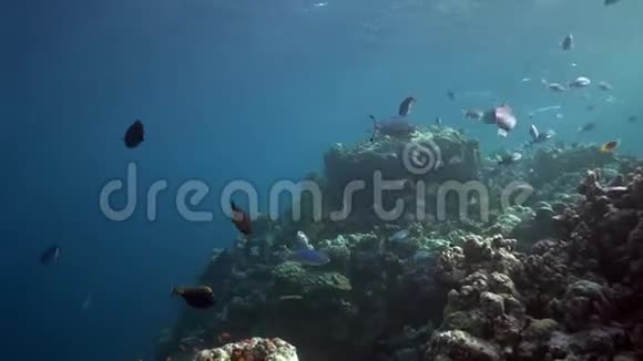 黑斑黑斑红海珊瑚中的和其他鱼类视频的预览图