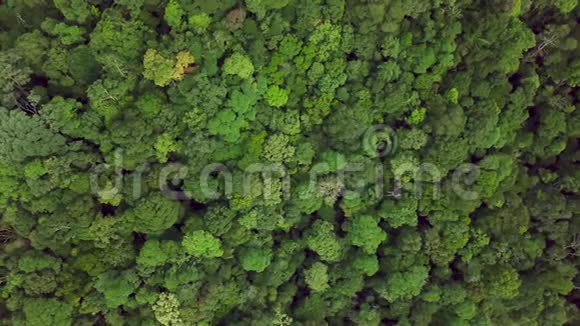 密林树冠顶空中景观完整的原始未经修饰的自然视频的预览图