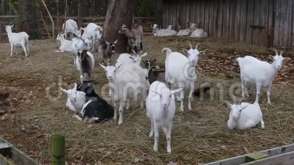 在旧谷仓旁边的山羊视频的预览图