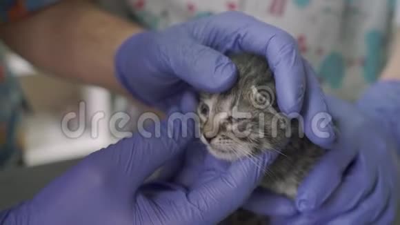 两名专业兽医在兽医诊所检查一只小猫视频的预览图