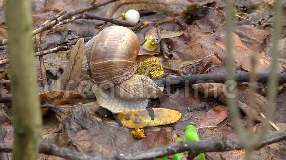 蜗牛在春天爬行视频的预览图