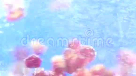 石榴果实下水视频的预览图