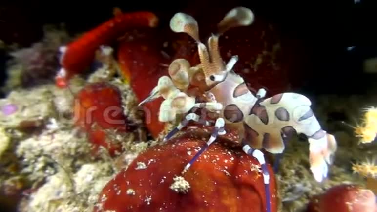 哈莱金虾海梅诺塞拉皮塔吃海星在夜间潜水印度尼西亚视频的预览图