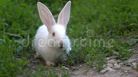 搞笑小白兔吃青草视频的预览图