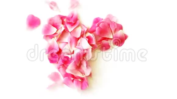从白色背景的风吹出的粉红色玫瑰花瓣的心视频的预览图