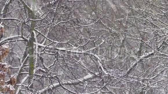 暴风雪冬天的一天降雪在树上风的天气视频的预览图