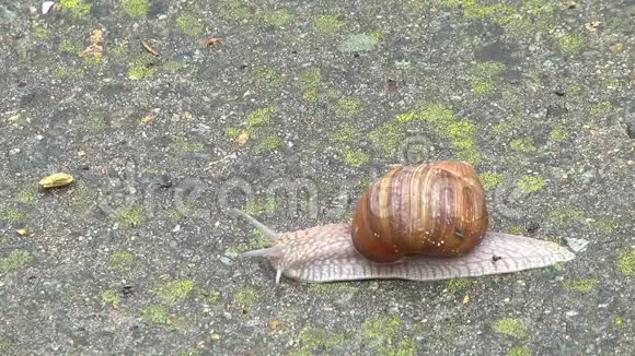 蜗牛在春天爬行视频的预览图
