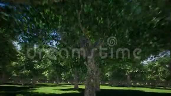 神奇的山林树木生长在山上温暖的阳光照亮视频的预览图