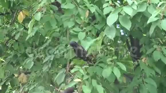 黑鸟正在吃树上的浆果视频的预览图