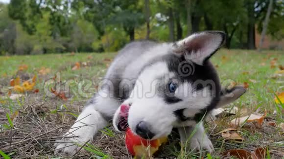 狗哈士奇在草地上吃一个苹果秋天在公园的户外特写镜头里有黄叶视频的预览图