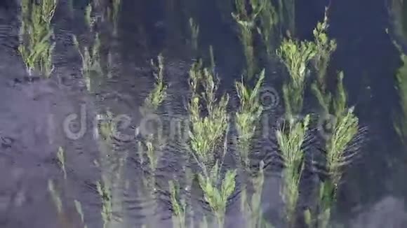 地下植物视频的预览图