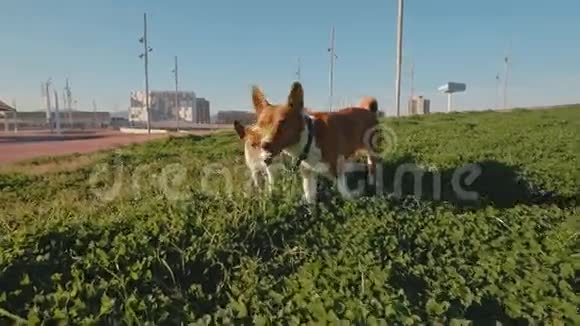 可爱的狗在公园里散步视频的预览图