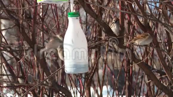 城市麻雀在春天的特写镜头中吃树上的食槽视频的预览图