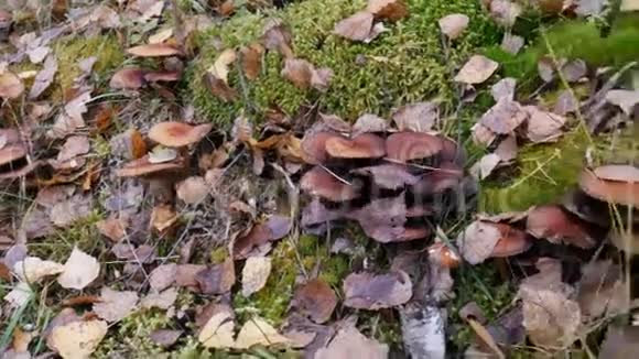 秋林中的蘑菇视频的预览图
