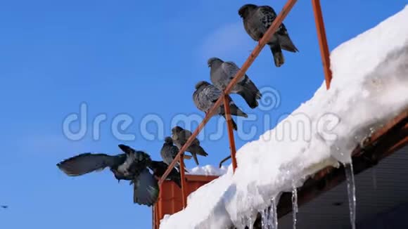 一群鸽子坐在冬天的屋顶上放着冰柱视频的预览图