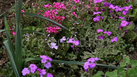 温柔的夏花在花坛里盛开视频的预览图