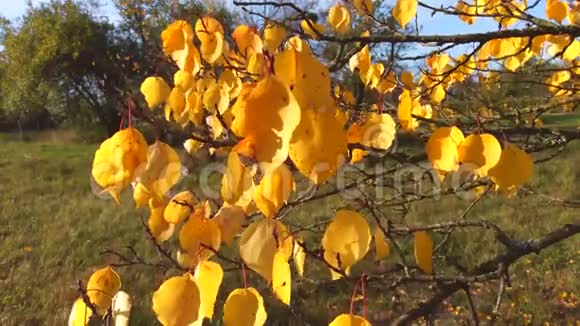 十月的情景五颜六色的树叶在风中飘扬摇摆的树枝视频的预览图