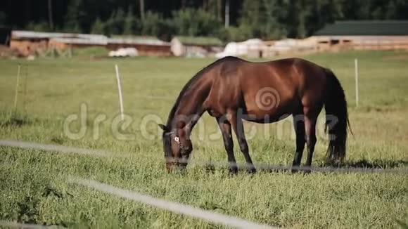 牧场草地上一匹栗色马吃草的画像视频的预览图