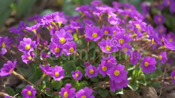 美丽的紫色花朵视频的预览图