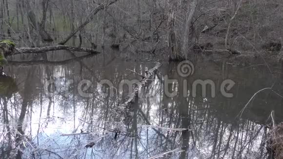 乔治亚州查塔霍奇河沼泽腐烂的树木浑浊的水可怕的声音视频的预览图
