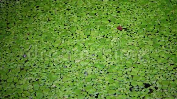 莱姆娜小属浮萍或较小的浮萍是莱姆娜属的水生淡水植物视频的预览图