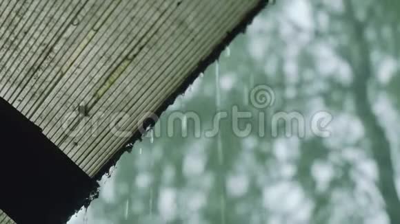 夏日森林中的倾盆大雨视频的预览图