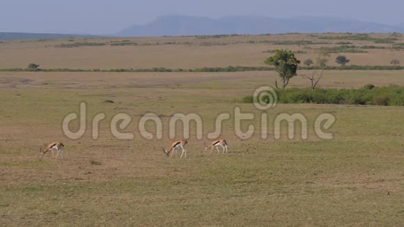 赫德汤普森盖泽尔在非洲草原的绿色田野里放牧视频的预览图