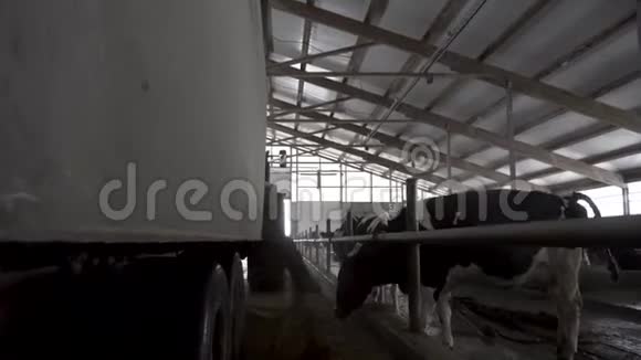 拖拉机与拖车分配饲料给奶牛在一个农场农业概念录像奶牛饲养过程视频的预览图