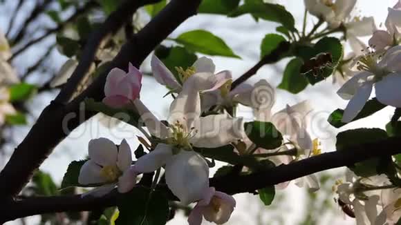 蜜蜂盛开的树视频的预览图