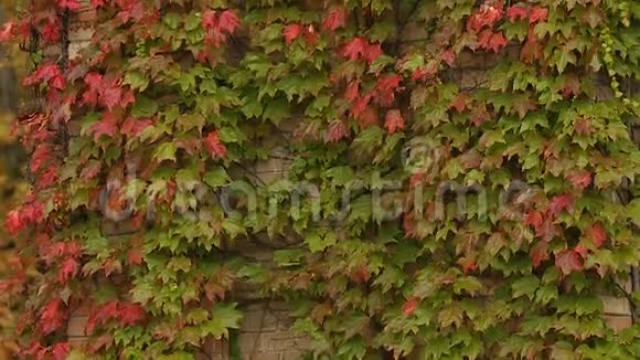 砖墙上长满了红绿的常春藤叶子秋天在城市里公园里视频的预览图