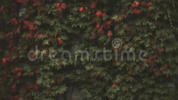 砖墙上的常春藤叶子秋天的季节悲伤和忧郁孤独视频的预览图