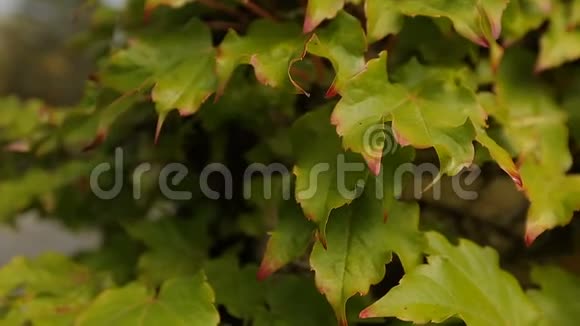 绿色常春藤叶子和美丽的空米罗戈吉公墓公园大自然视频的预览图