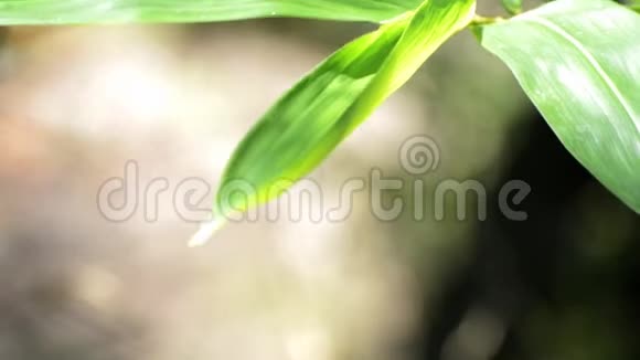 竹叶在风中摇曳视频的预览图