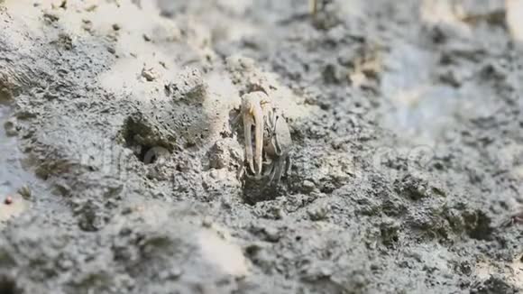 红树林中吃泥和粘土的小提琴蟹或鬼蟹群动物生命和生态环境概念视频的预览图