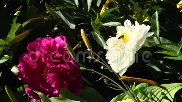 植物园里一朵花上的蜜蜂视频的预览图