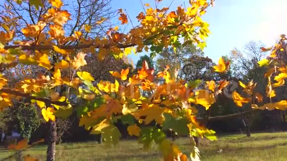 十月的情景五颜六色的树叶在风中飘扬摇摆的树枝视频的预览图