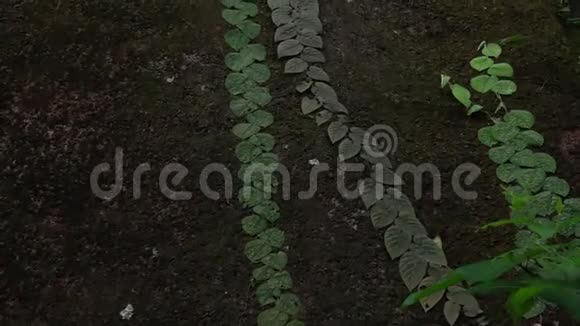 覆盖雨林潮湿苔藓岩的攀援植物视频的预览图