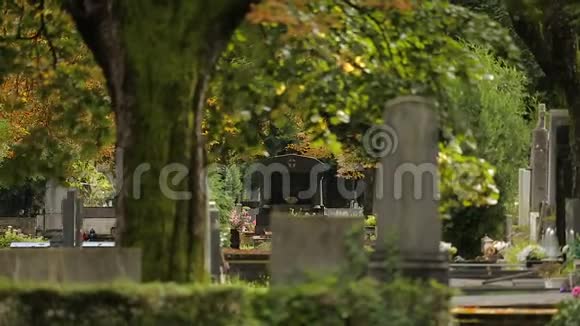 米罗戈吉墓地坟墓间有苔藓的老树视频的预览图