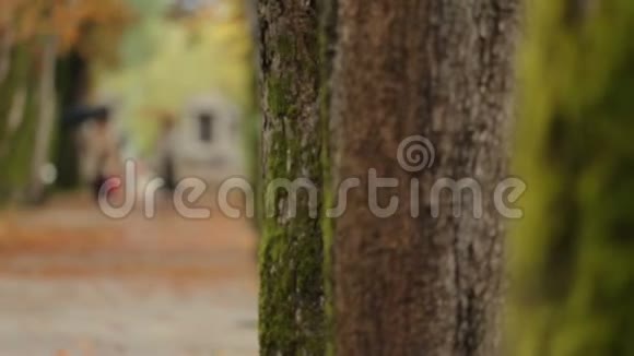 中央公园生态和自然中有苔藓的树木特写视频视频的预览图