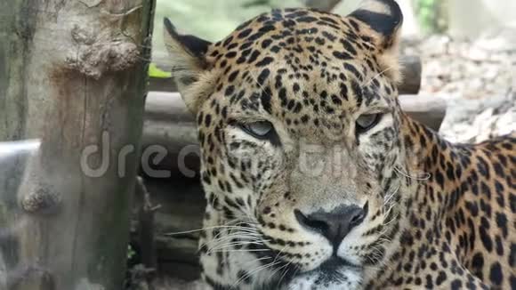 锡兰豹潘特赫拉帕特斯科蒂亚美丽的动物视频的预览图