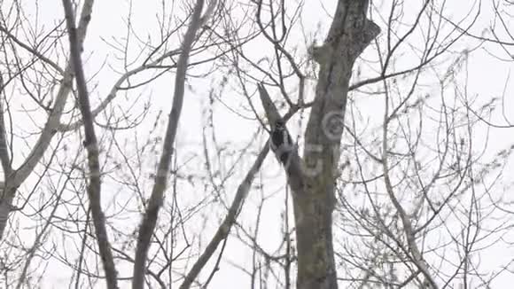 干树树干上的啄木鸟视频的预览图