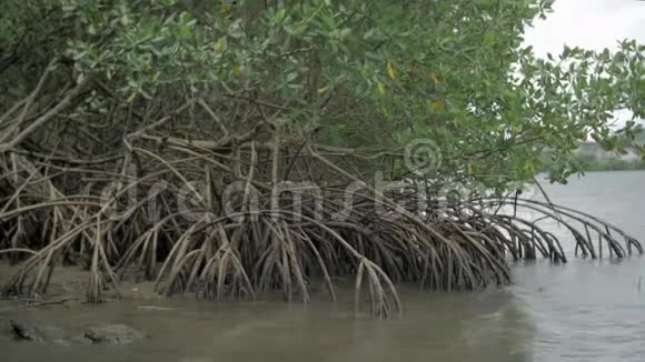 沼泽和海洋中红树林的根视频的预览图
