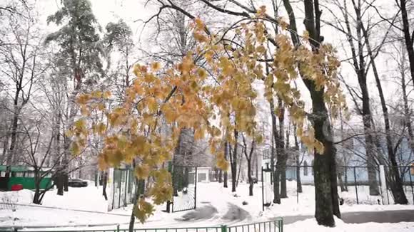 一场冰雨过后树枝上长满了黄色的枫叶阳光透过它们照耀视频的预览图