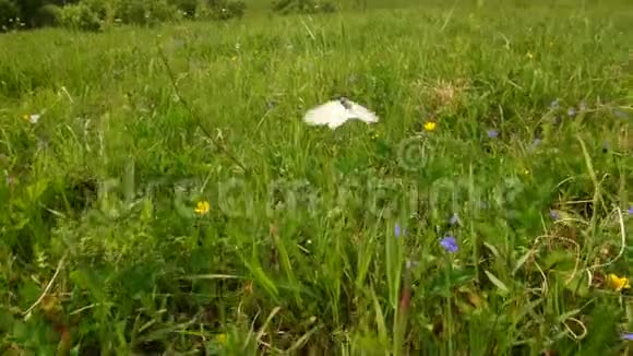 蝴蝶在草地上飞翔视频的预览图