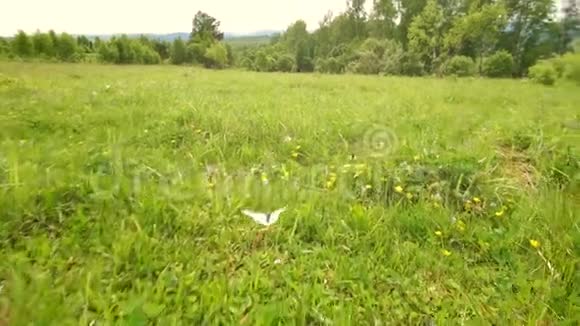蝴蝶在草地上飞翔视频的预览图