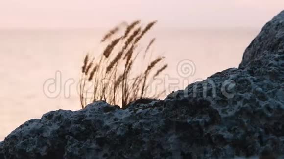 草地随风飘动岩石聚焦前景视频的预览图