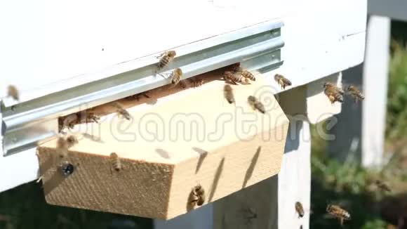蜜蜂收集花花粉放在春天的蜂巢里阿皮特拉伊养蜂产品视频的预览图