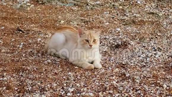 一只姜白色的猫栖息在阿佐夫海的沙壳岸边视频的预览图